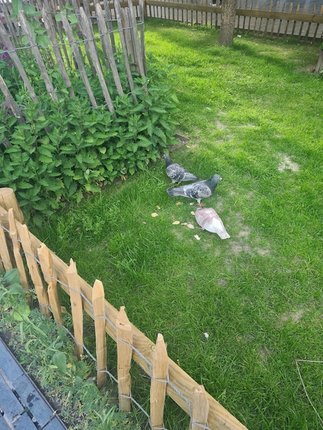 Ein Zaun steht neben einem Holzzaun, auf dem sich ein Vogel befindet.