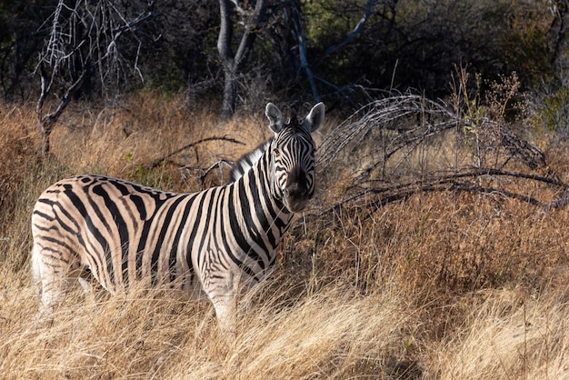 Ein Zebra in der frühen Morgensonne