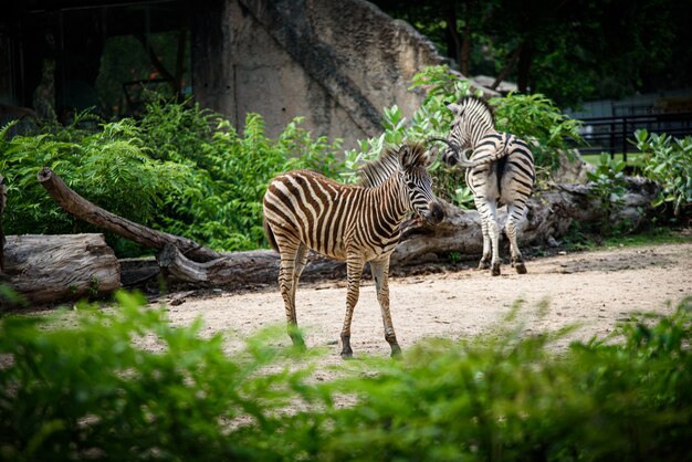 Ein Zebra in einem Käfig, afrikanische wild lebende Tiere