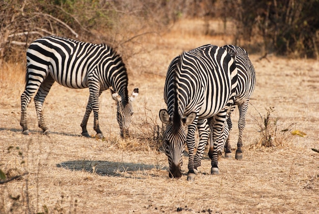 Ein Zebra steht auf einem Feld