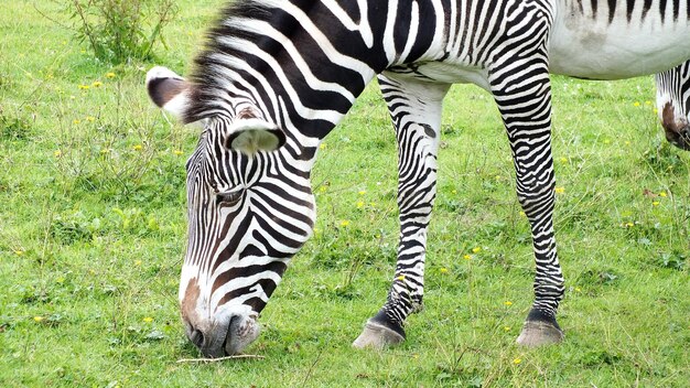 Foto ein zebra weidet