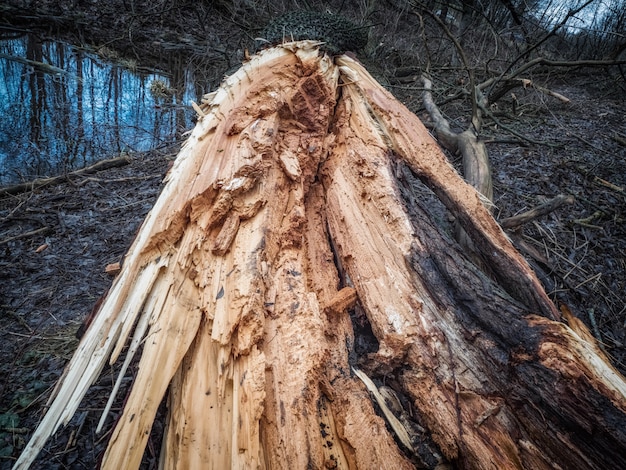 Ein zerbrochener Baum im Wald. Folgen eines Sturmwindes. Konzept des Klimawandels.