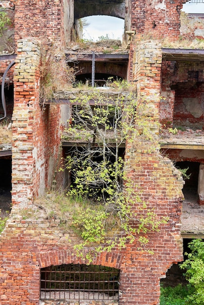 Ein zerstörtes Backsteingebäude auf dem Territorium der Festung Oreschek