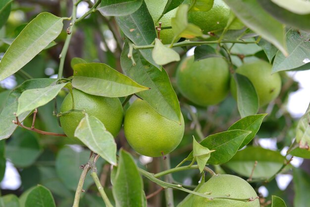 Ein Zitronenbaum mit grünen Blättern und ein paar grünen Limetten