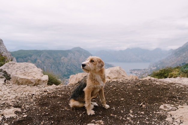 Ein zotteliger Hund sitzt auf dem Boden mit der Bucht von Kotor im Hintergrund