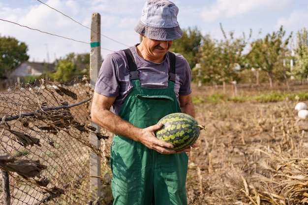 Ein zufriedener Bauer, der eine angebaute Wassermelone hält Wassermelonen auf dem Feld ernten