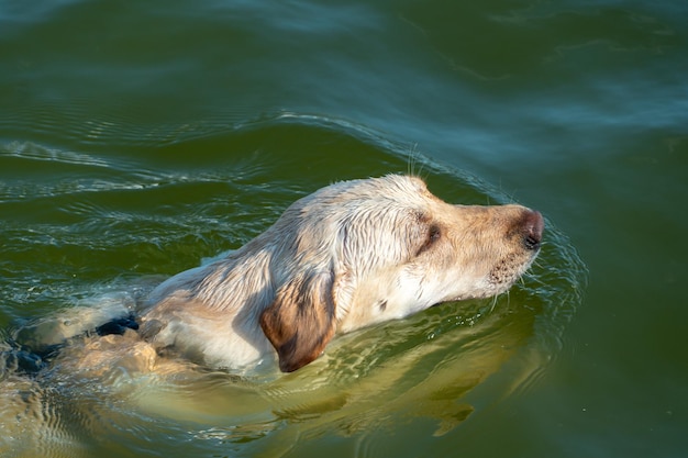 Ein zufriedener glücklicher Hund schwimmt im Sommer während der intensiven Hitze im Wasser Entspannen am Strand mit Ihrem Lieblingshaustier Ein Hund mit einem Lächeln im Gesicht im Meer Ertrinkungsgefahr für Hunde