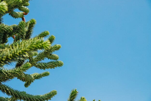 Ein Zweig der Araucaria Araucana gegen den blauen Himmel. Ein exotischer Baum.