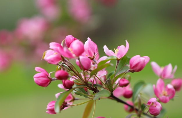 ein Zweig der Blumen und Sakura-Knospen vor blauem Himmelshintergrund