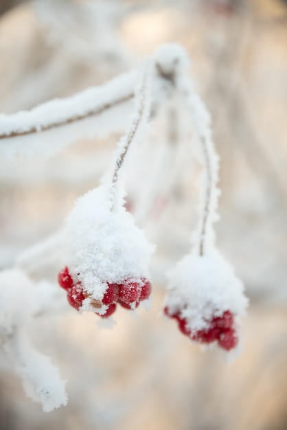 Ein Zweig der Eberesche bedeckt mit Frost