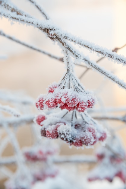 Ein Zweig der Eberesche bedeckt mit Frost