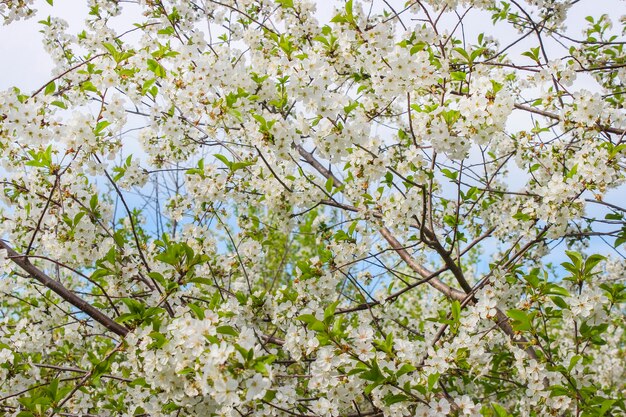 Ein Zweig der Kirschblüten im Frühjahr