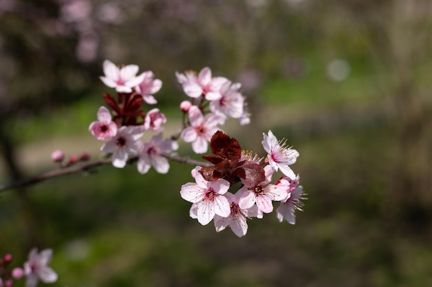 Ein Zweig der Kirschblüten mit rosa Blüten