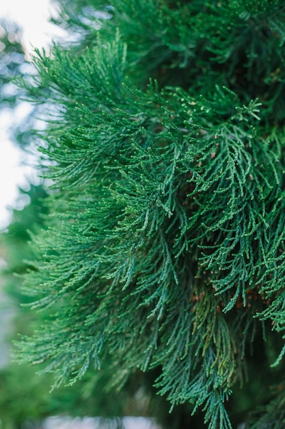 Ein Zweig der mediterranen Zypresse Saftiges grünes Grün Cupressus sempervirens Verschwommener Hintergrund und Bokeh