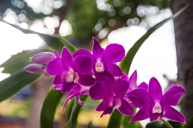 ein Zweig der Orchidee im Garten, schöne Orchidee, die auf dir blüht