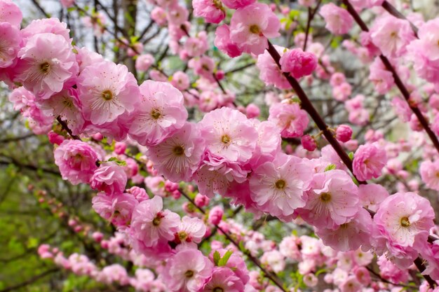 Ein Zweig der rosa Sakura in einem blühenden Kirschgarten