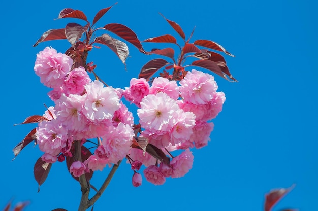 Ein Zweig der rosafarbenen Mandelblüten vor blauem Himmel Dekorative Sakura oder Amygdalus