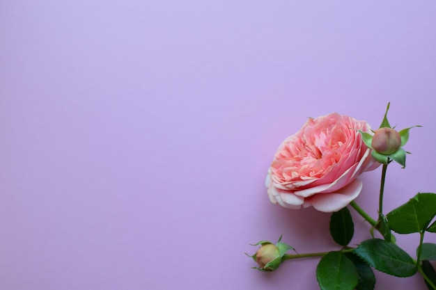 Ein Zweig der schönen rosa Rosen mit Knospen auf einem rosa Hintergrund Valentinstag Kopieren Sie Platz