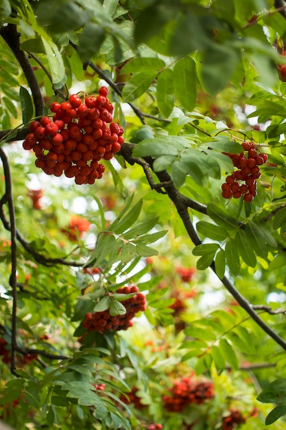 Ein Zweig der Vogelbeere mit roten Beeren Herbst und natürlichen Hintergrund Herbst Vogelbeeren und Blätter Kopieren Sie Platz