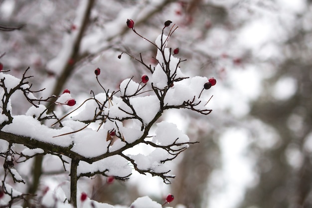 Ein Zweig der wilden Rose im Schnee. Winter schöne Natur