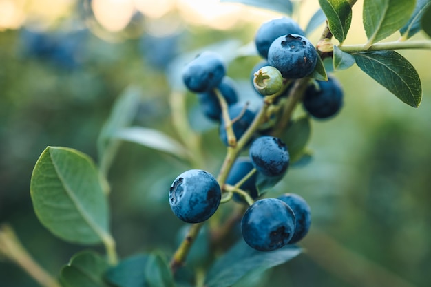 Ein Zweig einer großen Blaubeere auf einer Buschnahaufnahme