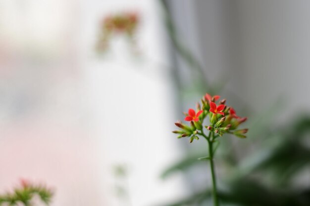 Ein Zweig einer Zimmerpflanze mit vielen schönen Blumen