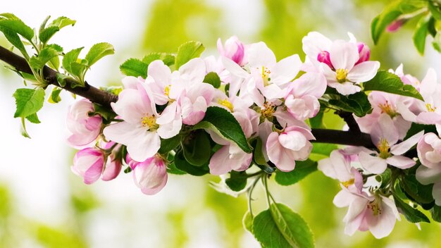 Ein Zweig eines Apfelbaums mit rosa Blüten im Garten auf einem Baum
