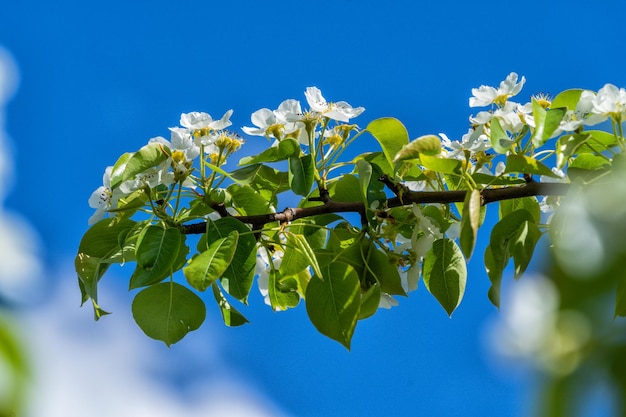 Ein Zweig eines Apfelbaums mit weißen Blüten blüht im Garten gegen den blauen Himmel