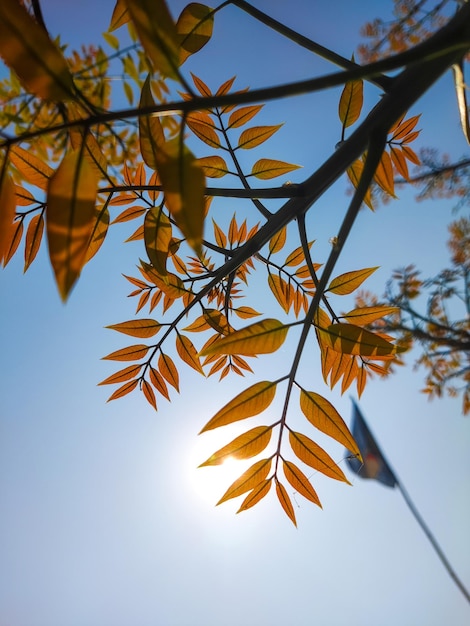 Ein Zweig eines Baumes mit Blättern und der Sonne, die durch ihn scheint.