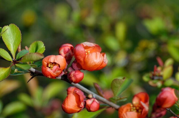 Foto ein zweig eines baumes mit roten blüten