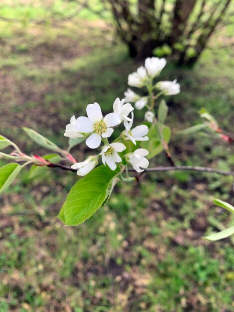 ein Zweig eines Baumes mit weißen Blüten und einem grünen Blatt