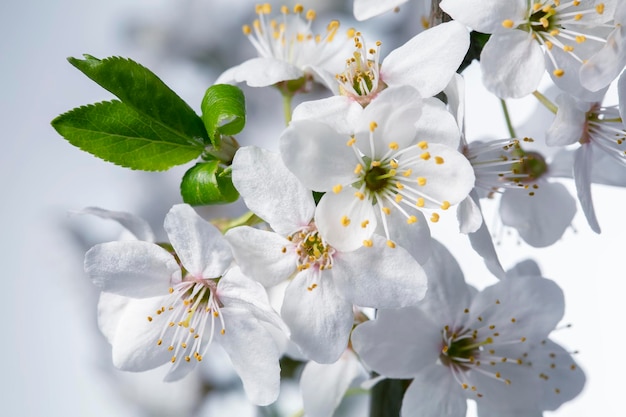 Ein Zweig eines blühenden Apfelbaums mit großen weißen Blüten