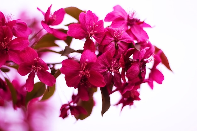 Ein Zweig eines blühenden dekorativen Apfelbaums mit roten Blumen, Fokus im Vordergrund, unscharfer Hintergrund, selektiver Fokus. Frühlingsblumen.