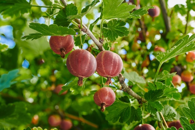 Ein Zweig eines Busches mit Stachelbeeren