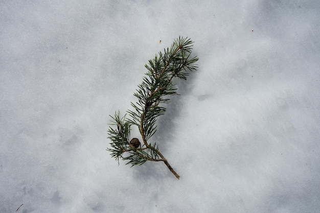 Foto ein zweig eines kiefernbaums steckt aus dem schnee heraus