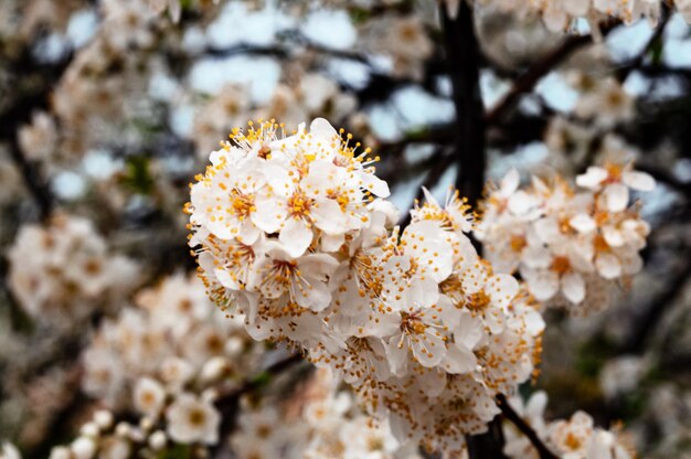 Ein Zweig eines Kirschbaums mit weißen Blüten
