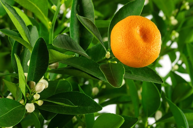 ein Zweig eines Orangen- oder Mandarinenbaums mit Früchten und Blumen auf weißem Hintergrund