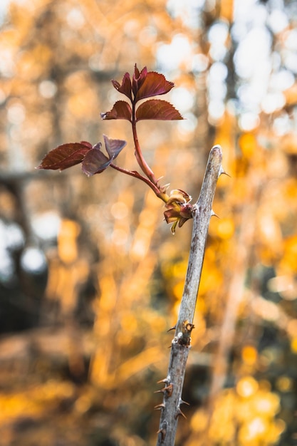 Ein Zweig eines Rosenstrauchs beginnt im Frühling mit Blättern und einem Baum gegen einen gelben Hintergrund zu blühen