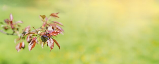 Ein Zweig eines Strauches mit roten Blättern im Sonnenlicht