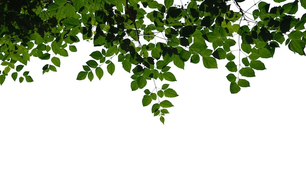 ein Zweig grüner Blätter hängt von einem weißen Hintergrund