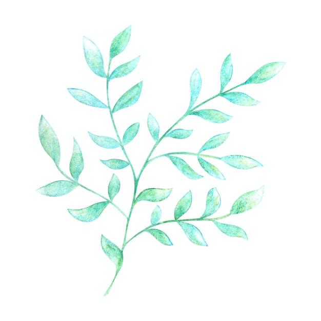 Ein Zweig mit Blättern, die in Aquarell und Bleistiften auf weißem Hintergrund gemalt sind