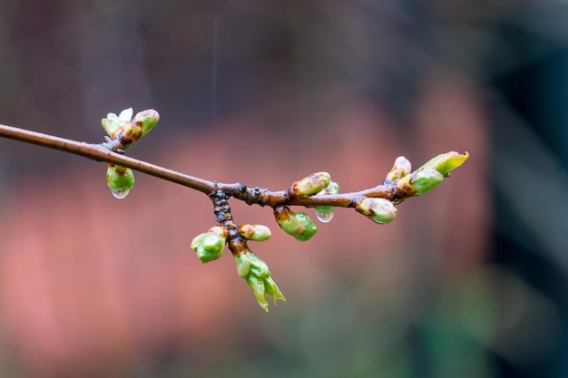 Ein Zweig mit kleinen grünen Knospen und Regentropfen