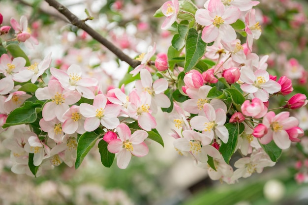 Ein Zweig mit Sakura blüht einen schönen Frühlingshintergrund