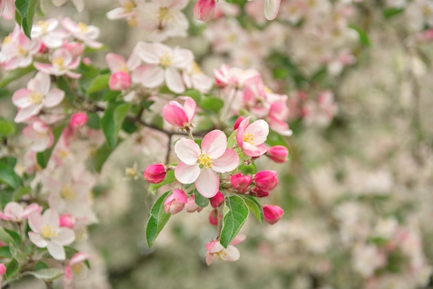 Ein Zweig mit Sakura blüht einen schönen Frühlingshintergrund