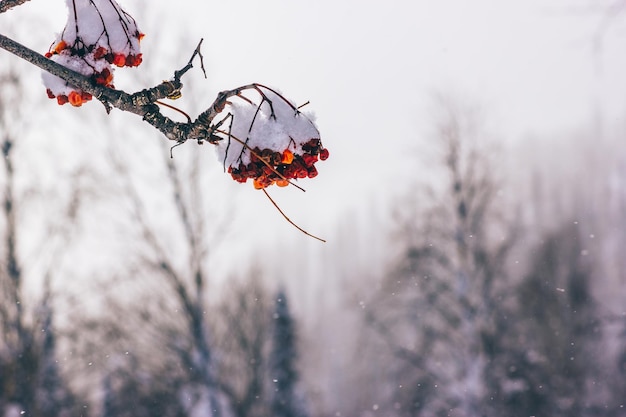 Ein Zweig mit Vogelbeeren, die vor dem Hintergrund des Schneefalls in einem verschneiten Wald mit Schnee bedeckt sind Getönter Winterhintergrund