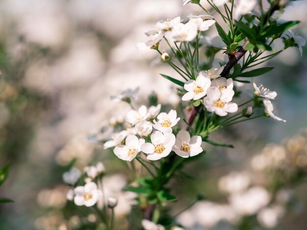 Ein Zweig mit weißen Blüten in Nahaufnahme. Selektiver Fokus. Natürlicher floraler Hintergrund für verschiedene Zwecke. Konzept des Sommerfrühlings