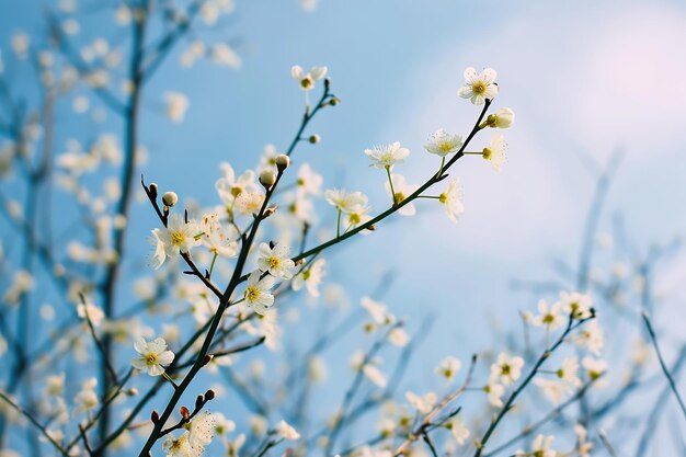 ein Zweig mit weißer Blume gegen einen blauen Himmel