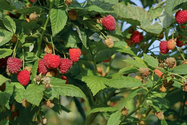 Ein Zweig reifer Himbeeren im Garten Rote süße Beeren wachsen auf einem Himbeerstrauch in einem Obstgarten