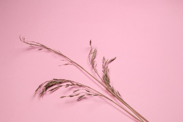 Ein Zweig trockenes Gras auf einem rosa Hintergrund diagonal, flatlay