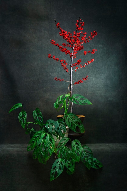 Foto ein zweig von ilex rot mit beeren und indoor-monstera-pflanze in einem topf auf einem dunklen hintergrund